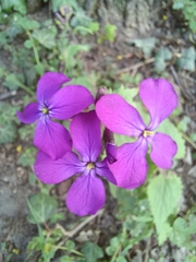 Lunaria annua