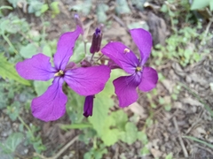 Lunaria annua