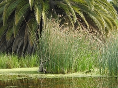 Schoenoplectus scirpoides