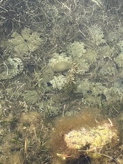 Cassiopea frondosa