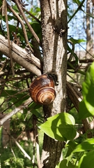 Helix straminea