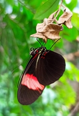 Heliconius erato adana