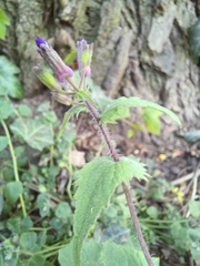 Lunaria annua