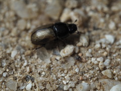 Aphodius foetidus