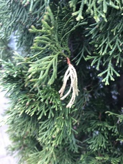 Pestalotiopsis funerea