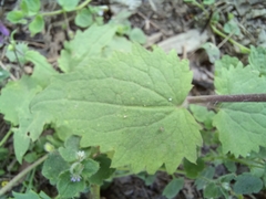 Lunaria annua