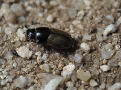 Aphodius foetidus