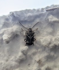 Ptinomorphus imperialis