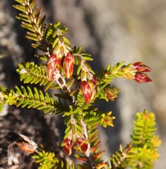 Erica viridiflora