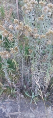 Achyrocline saturejoides