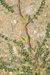 Astragalus sesameus