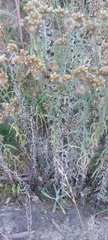 Achyrocline saturejoides