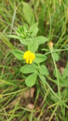 Lotus subbiflorus subbiflorus