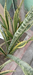 Sansevieria