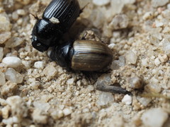 Agrilinus constans