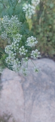 Conium maculatum