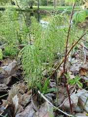 Equisetum