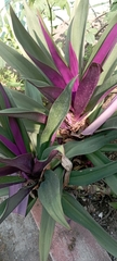 Tradescantia spathacea