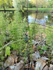 Equisetum