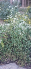 Conium maculatum