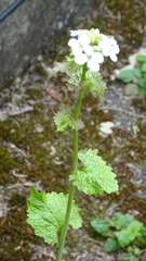 Alliaria petiolata