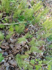 Equisetum