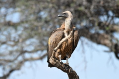 Gyps africanus