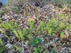 Equisetum