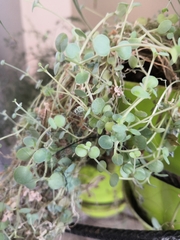 Magnoliopsida