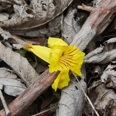 Handroanthus ochraceus