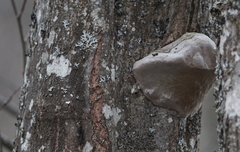 Phellinus cinereus