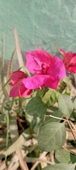Bougainvillea