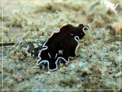 Callioplana marginata