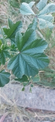 Malva parviflora