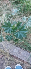 Malva parviflora