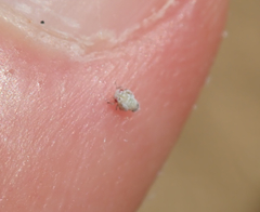 Euphyllura olivina