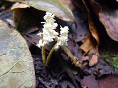 Cordyceps tenuipes image
