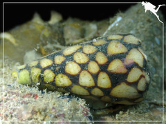 Conus marmoreus