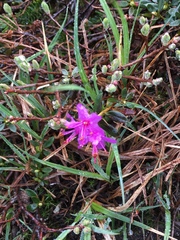 Rhododendron lapponicum