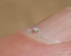 Euphyllura olivina
