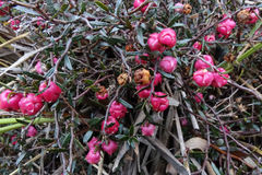 Gaultheria macrostigma