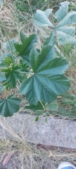 Malva parviflora