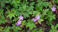 Geranium robertianum