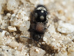 Physetopoda punctata