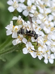 Parancistrocerus minimoferus
