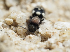 Physetopoda punctata