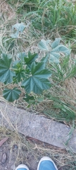 Malva parviflora