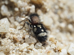 Physetopoda punctata