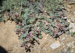 Astragalus malacus