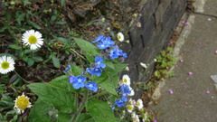 Pentaglottis sempervirens